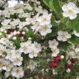 Aubepine Crataegus Mioulane NewsJardinTV Jardimiou IMG 4897