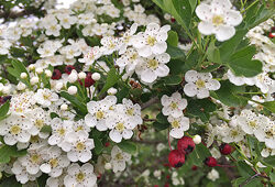 Aubepine Crataegus Mioulane NewsJardinTV Jardimiou IMG 4897