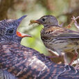 Cuculus canorus coucou Fauna