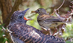 Cuculus canorus coucou Fauna