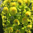 Euphorbia characias Mioulane NewsJardinTV Jardimiou IMG 4960