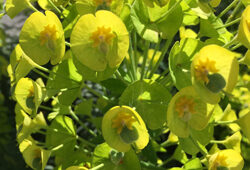 Euphorbia characias Mioulane NewsJardinTV Jardimiou IMG 4960