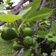 Figuier Ficus carica Mioulane NewsJardinTV Jardimiou IMG 4882