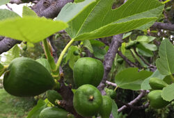 Figuier Ficus carica Mioulane NewsJardinTV Jardimiou IMG 4882
