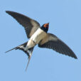 Hirondelle Hirundo rustica Fauna