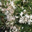 Jasminum polyanthum Mioulane NewsJardinTV Jardimiou IMG 4785