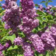 Lilas Mioulane NewsJardinTV Jardimiou IMG 4952