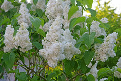 Lilas Mioulane NewsJardinTV Jardimiou NPM 84946135