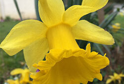 Narcisse Mioulane NewsJardinTV Jardimiou IMG 4718