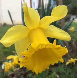 Narcisse Mioulane NewsJardinTV Jardimiou IMG 4718