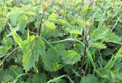 Ortie Mioulane NewsJardinTV Jardimiou IMG 4782