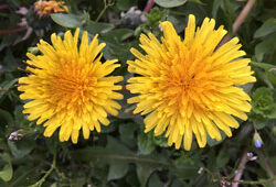 Pissenlit Mioulane NewsJardinTV Jardimiou IMG 4729