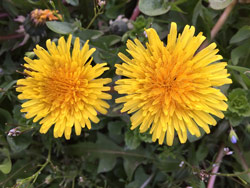 Pissenlit Mioulane NewsJardinTV Jardimiou IMG 4729