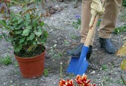 Plantation Rosier Mioulane NewsJardinTV Jardimiou NPM 85017020