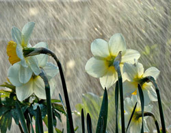 Pluie Narcisses Flora