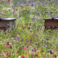 Ruches Fleurs Melange Flora