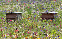 Ruches Fleurs Melange Flora