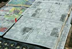 Semis Caissettes Mioulane NewsJardinTV Jardimiou NPM 84936015