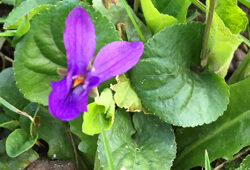 Violette Mioulane NewsJardinTV Jardimiou IMG 4730