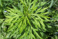 Ambroisie Mioulane NewsJardinTV Jardimiou NPM 719513201