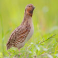 Caille des Bles Coturnix Fauna