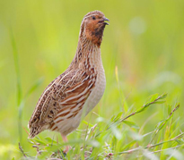 Caille des Bles Coturnix Fauna