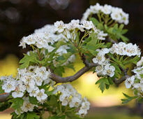 Crataegus monogyna Mioulane NewsJardinTV Jardimiou NPM 2507525371