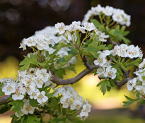 Crataegus monogyna Mioulane NewsJardinTV Jardimiou NPM 2507525371