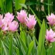 Curcuma alismatifolia Mioulane NewsJardinTV Jardimiou NPM 850407191