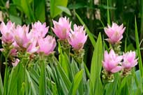 Curcuma alismatifolia Mioulane NewsJardinTV Jardimiou NPM 850407191