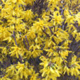 Forsythia Mioulane NewsJardinTV Jardimiou IMG 4763