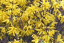 Forsythia Mioulane NewsJardinTV Jardimiou IMG 4763