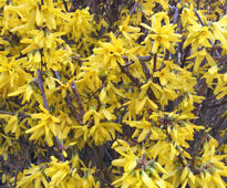 Forsythia Mioulane NewsJardinTV Jardimiou IMG 4763