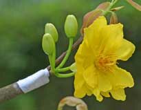 Greffage Ochna Mioulane NewsJardinTV Jardimiou NPM 84998502