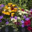 Jardiniere Petunia Mioulane NewsJardinTV Jardimiou 9N7B2268