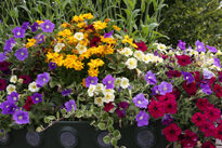 Jardiniere Petunia Mioulane NewsJardinTV Jardimiou 9N7B2268