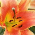 Lilium Mioulane NewsJardinTV Jardimiou NPM 850309358