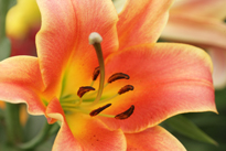 Lilium Mioulane NewsJardinTV Jardimiou NPM 850309358