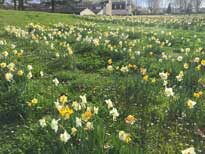 Narcisses Mioulane NewsJardinTV Jadimiou IMG 4813