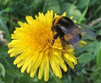 Pissenlit Bourdon Mioulane NewsJardinTV Jardimiou IMG 4794