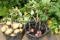 Pomme de Terre Mioulane NewsJardinTV Jadimiou NPM 850310296