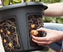 Pomme de Terre Pot recolte Elho