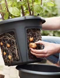 Pomme de Terre Pot recolte Elho