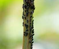 Pucerons noirs Mioulane NewsJardinTV Jardimiou NPM 2307513984