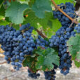 Raisin Mioulane NewsJardinTV NPM 2507529275