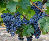Raisin Mioulane NewsJardinTV NPM 2507529275