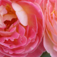 Rose Souvenir damour Mioulane NewsJardinTV Jardimiou 54541245