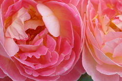Rose Souvenir damour Mioulane NewsJardinTV Jardimiou 54541245