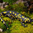 Salamandre commune Fauna