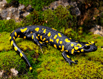 Salamandre commune Fauna